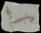 Metasequoia (Dawn Redwood) Fossil Plate - Montana #52193-1